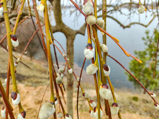 willow, shelyuga, Furry Catkins of willow close-up. March scene outdoors. Spring bloom of wild...