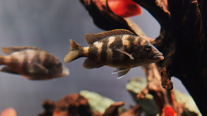 Close-up of an African cichlid swimming in a home aquarium