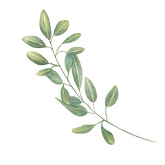 Fototapeta premium Watercolor single wild branch illustration isolated background. Spring plant with green yellow leaves. Floral element for bouquet design, botanical book, interior decor, organic beauty package