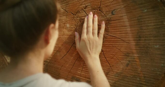 Person touching the rings of a large tree stump with curiosity
