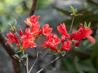 Fototapeten Azalee red azalea  © 佳灵 徐