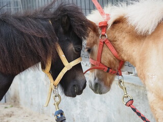 Horses / Duality