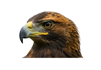 eagle on white background