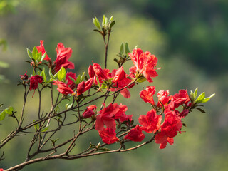 red azalea