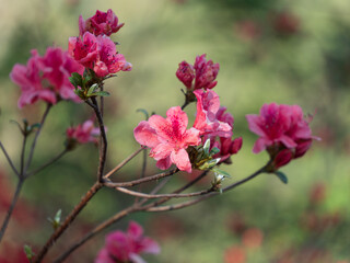 red azalea
