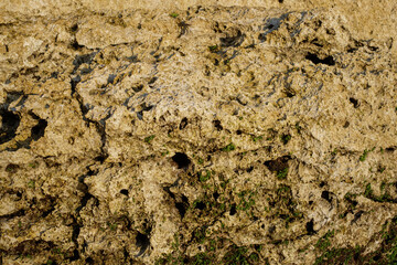 Close-up of large fossil coral rock on a tropical beach in Bali. Eroded limestone surface with rough and porous texture.