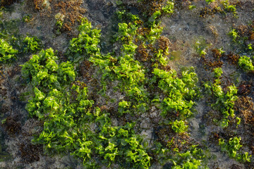 Green seaweed covering rocky shore during low tide. Natural texture of tropical intertidal algae and wet stones in daylight.