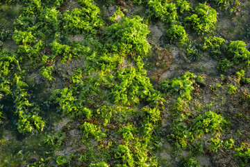 Green seaweed covering rocky shore during low tide. Natural texture of tropical intertidal algae and wet stones in daylight.