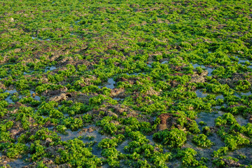 Green seaweed covering rocky shore during low tide. Natural texture of tropical intertidal algae and wet stones in daylight.
