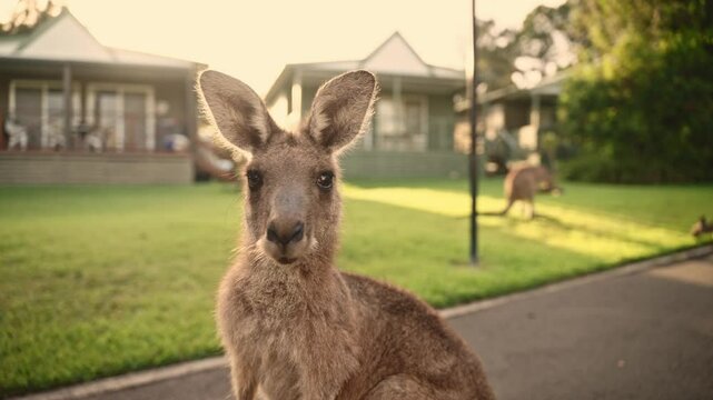 A curious kangaroo stands in the foreground, gazing directly into the camera with soft, inquisitive eyes. The golden sunlight bathes the scene, creating a warm, inviting atmosphere.