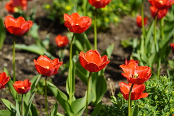 Tulip Arma, the dark red double tulip. (Liliaceae family) The bulbous plant is already propagated, budding, and well-rooted. Hanover Berggarten, Germany.