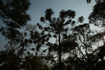 sunset in the forest