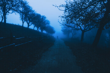 Silence Beneath Winter Branches and Fog in the Forest’s Breath