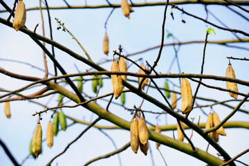 Tree branches with unique seed pods against a blue sky background