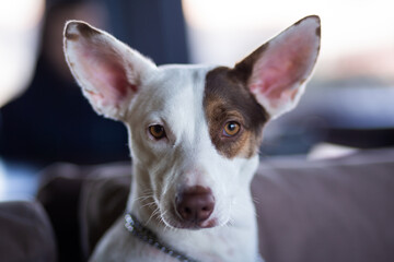Portrait of a dog with an expressive gaze and large upright ears. The animal has white fur with brown markings on its face and is looking directly at the camera. 