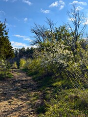 The spring is coming - a bare branches tree on a country road in the hills near the Balkan range in Bulgaria on a sunny spring day