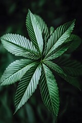 Vibrant Green Cannabis Leaf Close Up Detailed Nature Photography