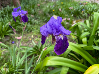 Blooming vibrant purple Iris flower close up in spring summer garden, floral wallpaper background...