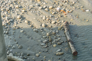tree logs near the bank of the river