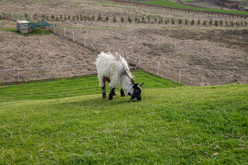Fototapeta premium white and black goat feeding on green grass meadow, farm spring background 