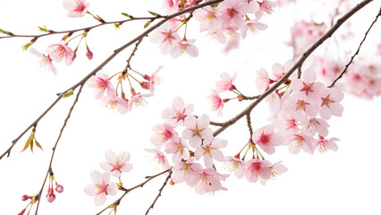Fototapeta premium Delicate Pink Cherry Blossoms On Branches Against Black Background Springtime Floral