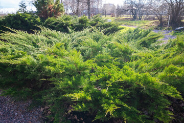 A thriving evergreen shrub bush showcasing rich autumn colors during the fall season.