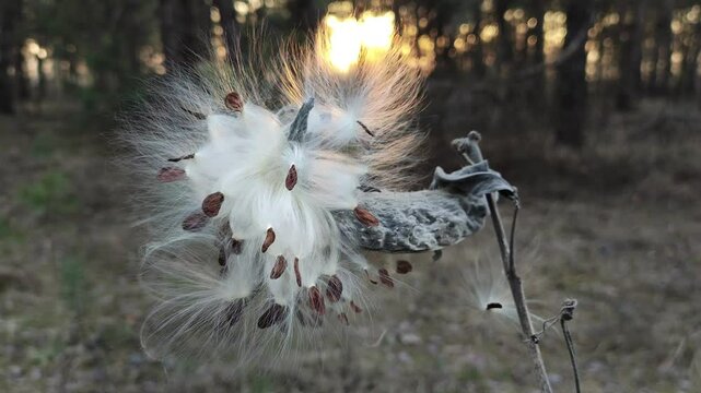 Syrian cottonweed, Aesculapian grass, Milky grass, Swallow grass. Asclepias syriaca. Dry seeds of Asclepias syriaca L in the winter wind.