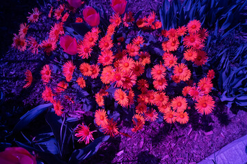 gänseblümchen filter tiere © fotorena.de