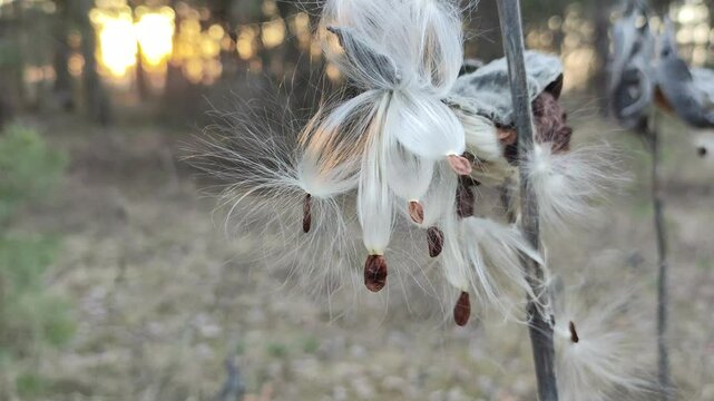 Syrian cottonweed, Aesculapian grass, Milky grass, Swallow grass. Asclepias syriaca. Dry seeds of Asclepias syriaca L in the winter wind.