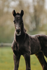 Portrait of black foal, just a week old, free in the meadow