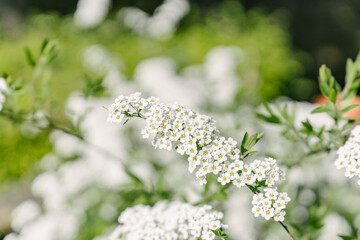 white flowers in the garden macro focus 