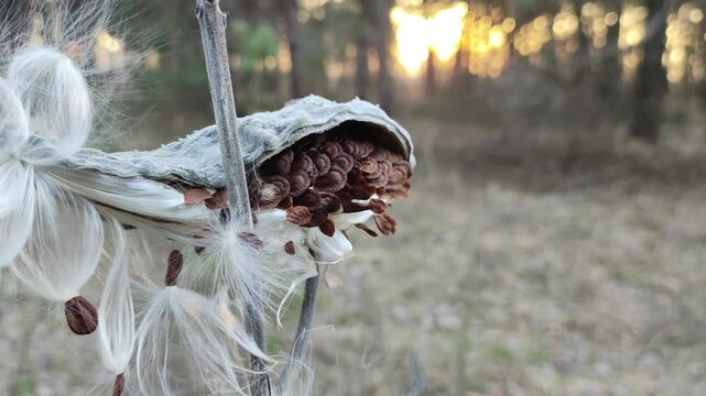 Syrian cottonweed, Aesculapian grass, Milky grass, Swallow grass. Asclepias syriaca. Dry seeds of Asclepias syriaca L in the winter wind.