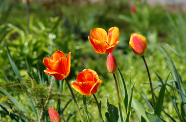 red and yellow tulips