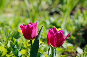 pink tulips in spring