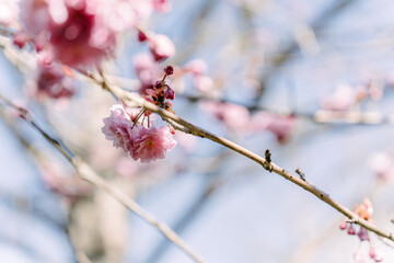 pink cherry blossom on tree with blue sky in background
