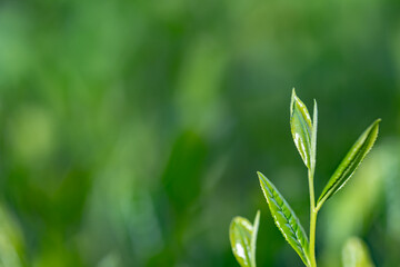 茶葉・茶畑・新茶