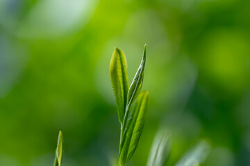 Obraz premium 茶葉・茶畑・新茶