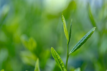 茶葉・茶畑・新茶
