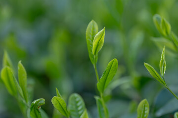 茶葉・茶畑・新茶