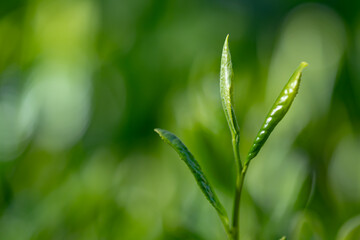 茶葉・茶畑・新茶