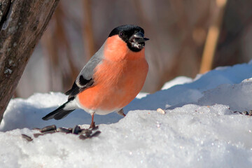 The bullfinch bird (male) feeds on seeds while sitting on the snow.