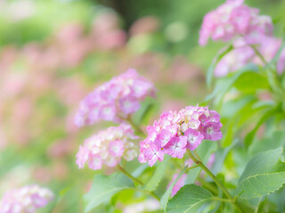 梅雨から初夏の公園や花壇を彩るアジサイのある風景。木漏れ日の光でボケた景色。ぼんやりした花畑のイメージ。