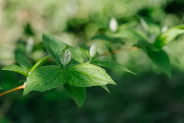 fresh green leaves in a garden