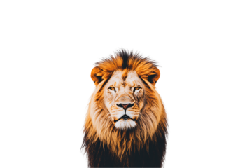 Majestic lion portrait, golden mane against a stark white background.