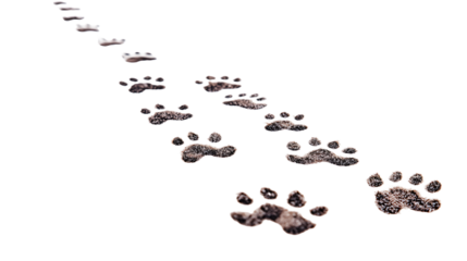 Dog Footprints on White Background Isolated - Professional Stock Photo