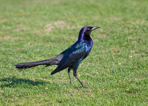 A Boat-tailed grackle standing on a golf course in Florida