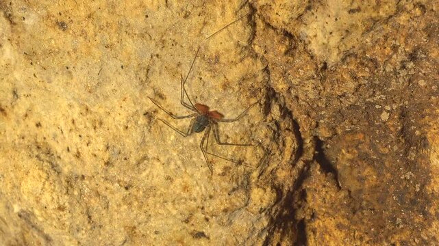 A whip spider (Amblypygid) clings to the rocky wall of a cave, blending into the rugged surface. This rare and fascinating arthropod is often found in dark, humid environments such as caves. The imagt