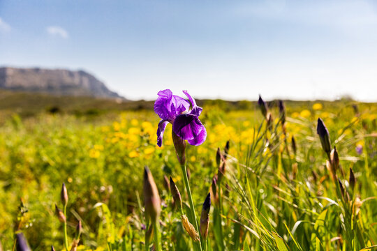 Iris violet en fleur en premier plan dans un champ sauvage avec des herbes folles, des fleurs jaunes et une falaise en arri&egrave;re plan
