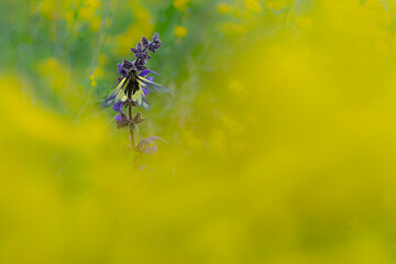 With open wings, the butterfly lion, also know as the owly sulphur (Libelloides coccajus)	