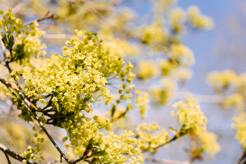 blossoming yellow tree